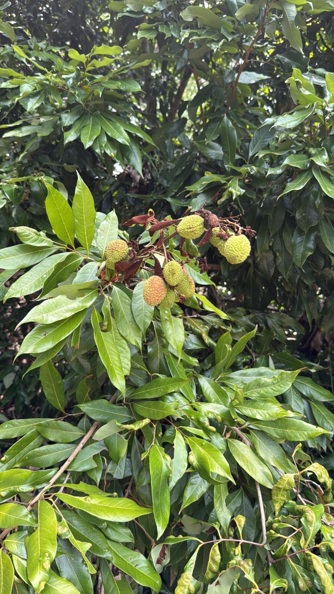 ساو لويز دو بارايتنغا Casarao Verde المظهر الخارجي الصورة